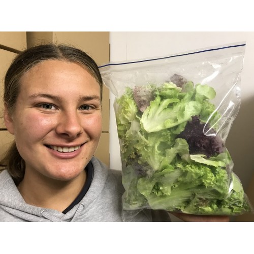 SPRAY FREE LETTUCE MIX BAG  200 Gram Katikati Grown